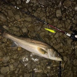 落ち鮎リバーシーバス