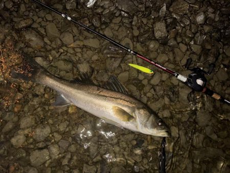 落ち鮎リバーシーバス