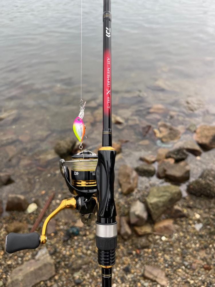 今日もハゼクラ！