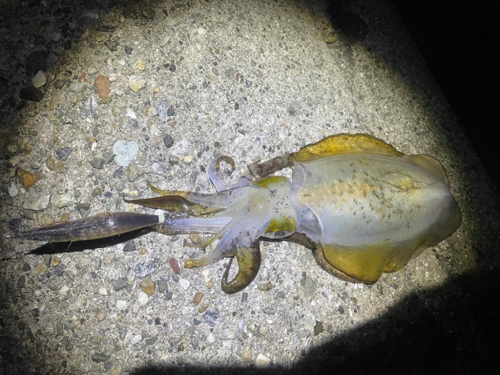 サイズがいい第2段^ ^