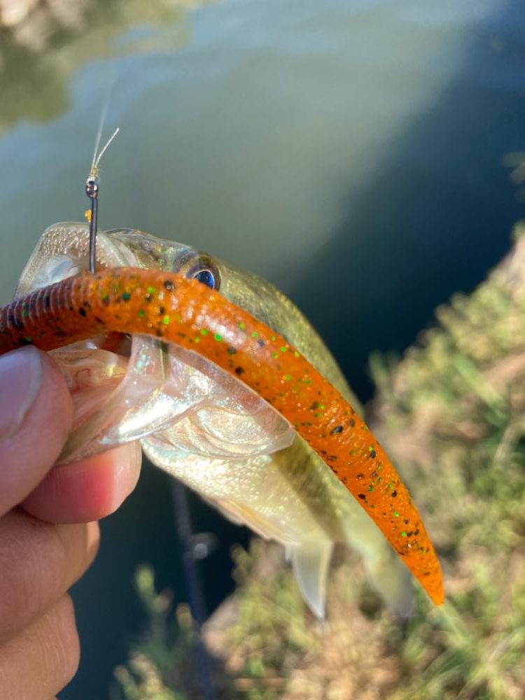 琵琶湖はターンオーバー？