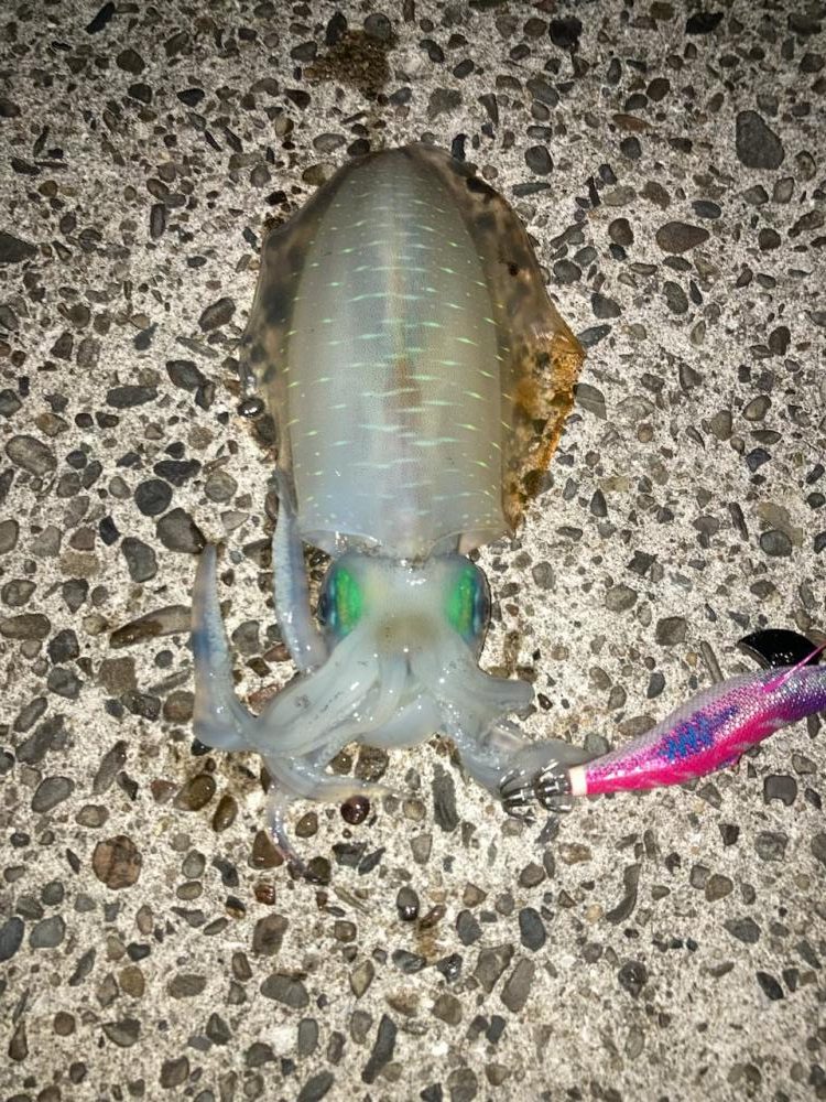 秋イカ!サイズアップ!