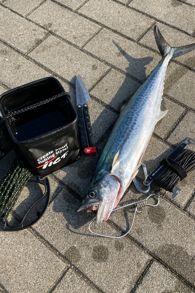 青牙サゴシ1キャッチ。2バラシ無念。。