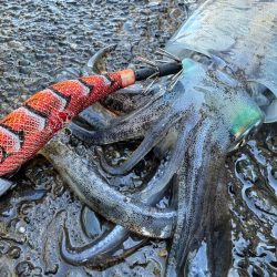 ハモノが元気すぎ