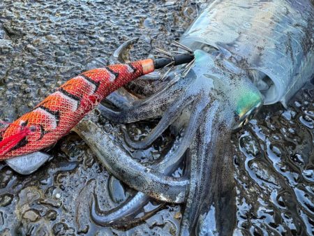 ハモノが元気すぎ