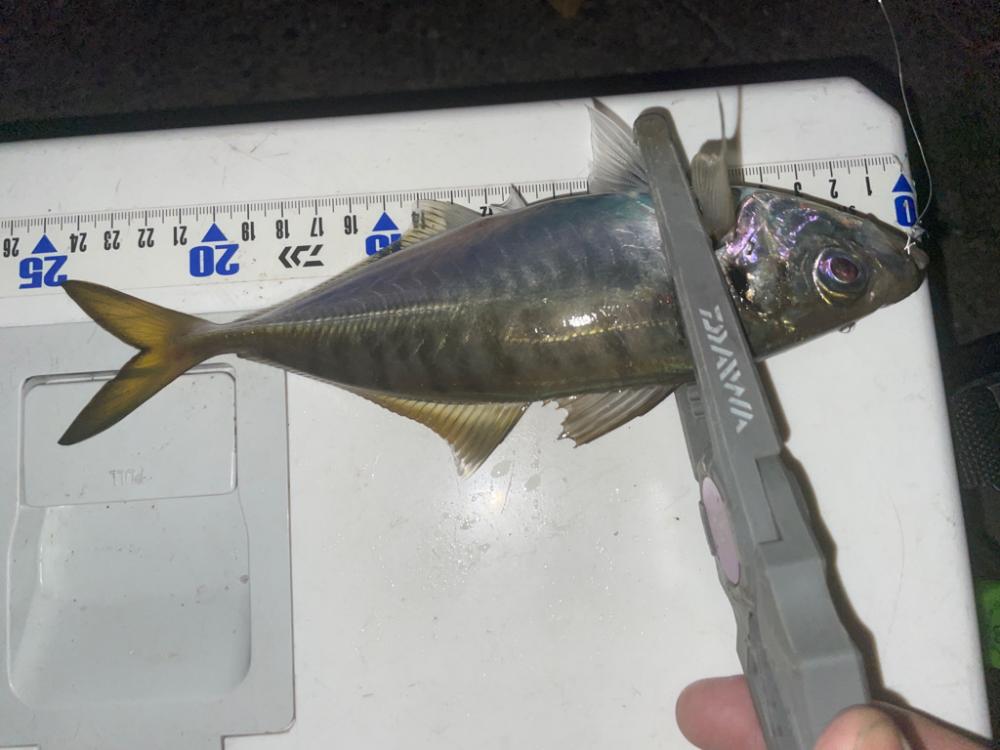 アジングエギング