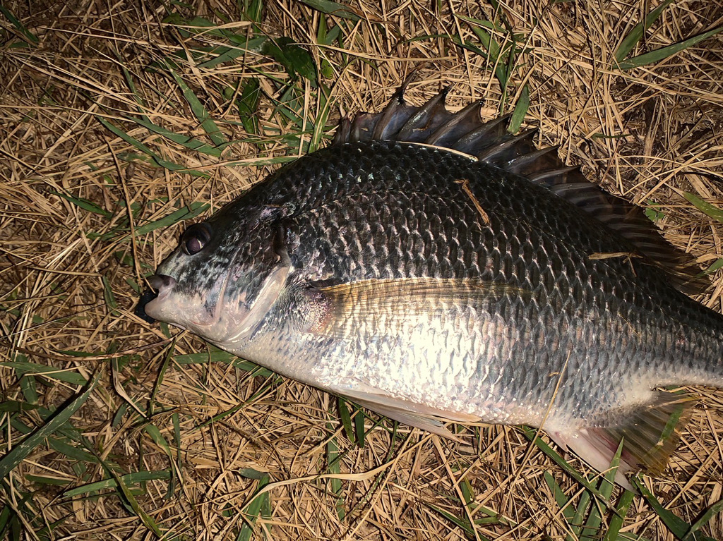 淀川のチニング