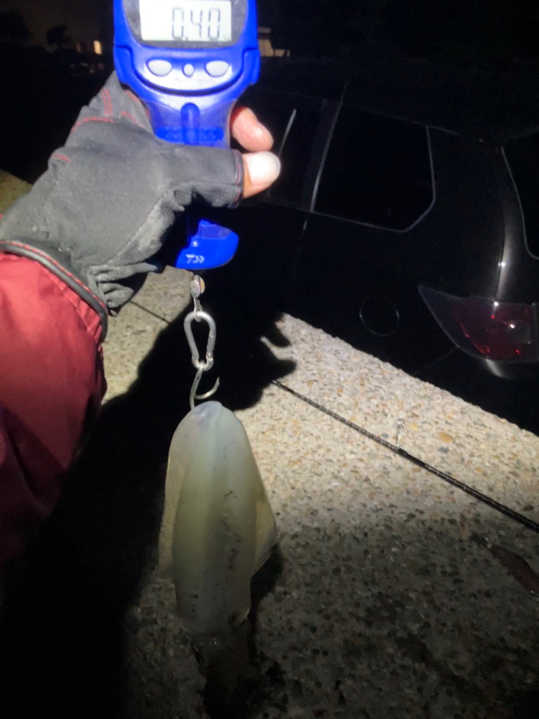 潮が動けばアオリ🦑釣れます\(^^)/