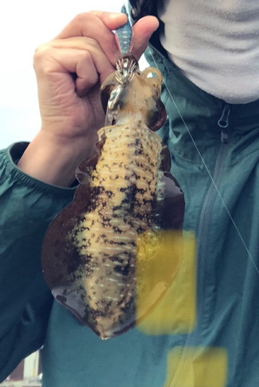 秋イカは小心者⁈