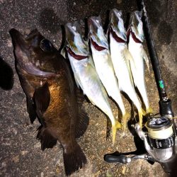 今秋の初メバル