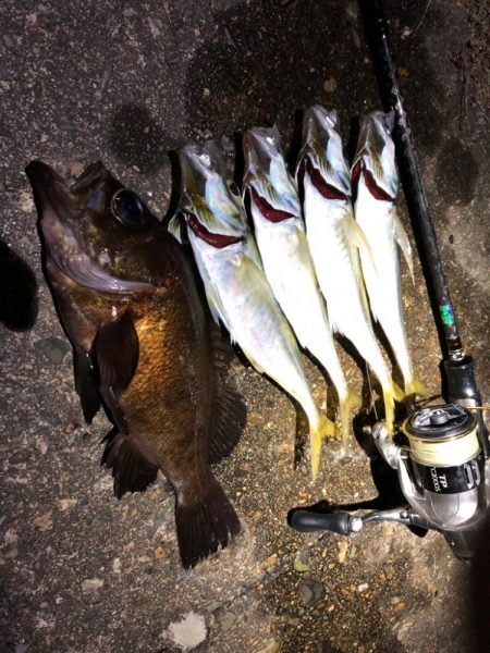 今秋の初メバル