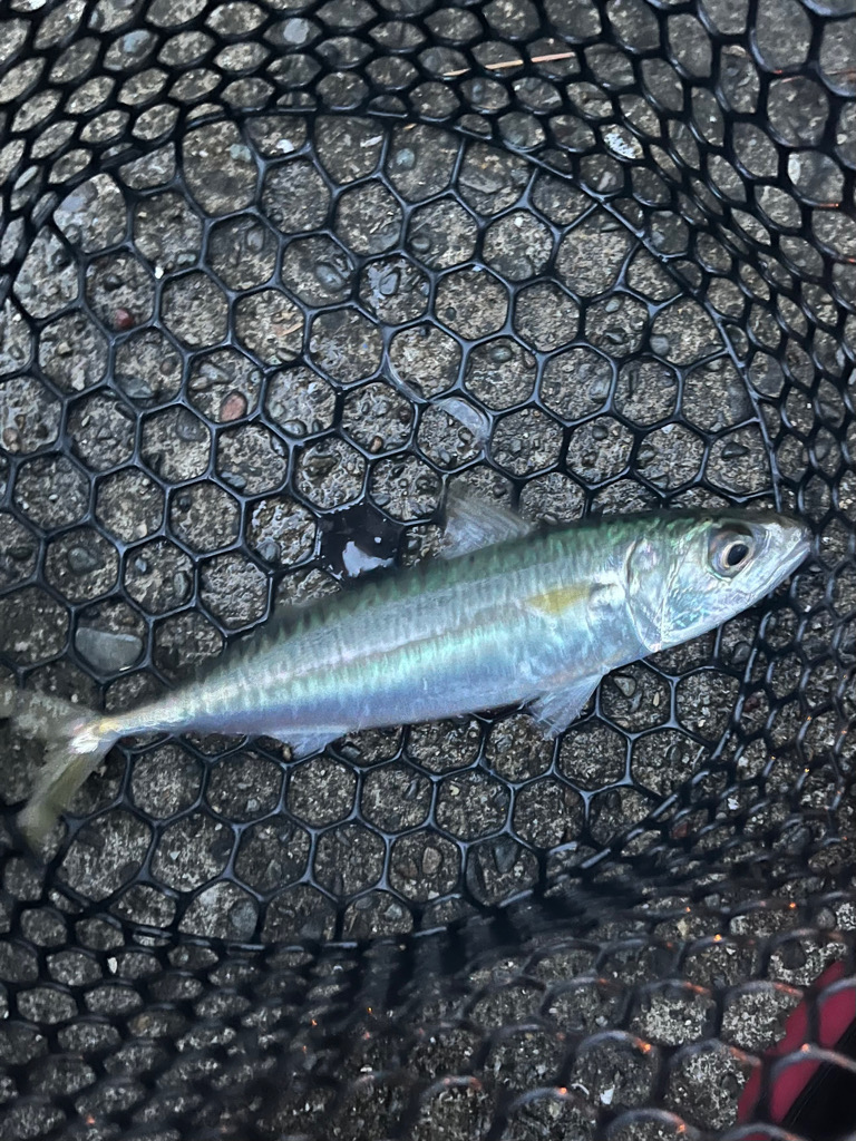 アジングで5目達成!!