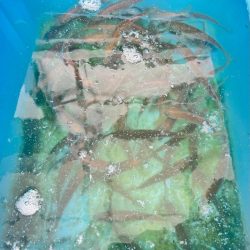 メジロ：ノマセ