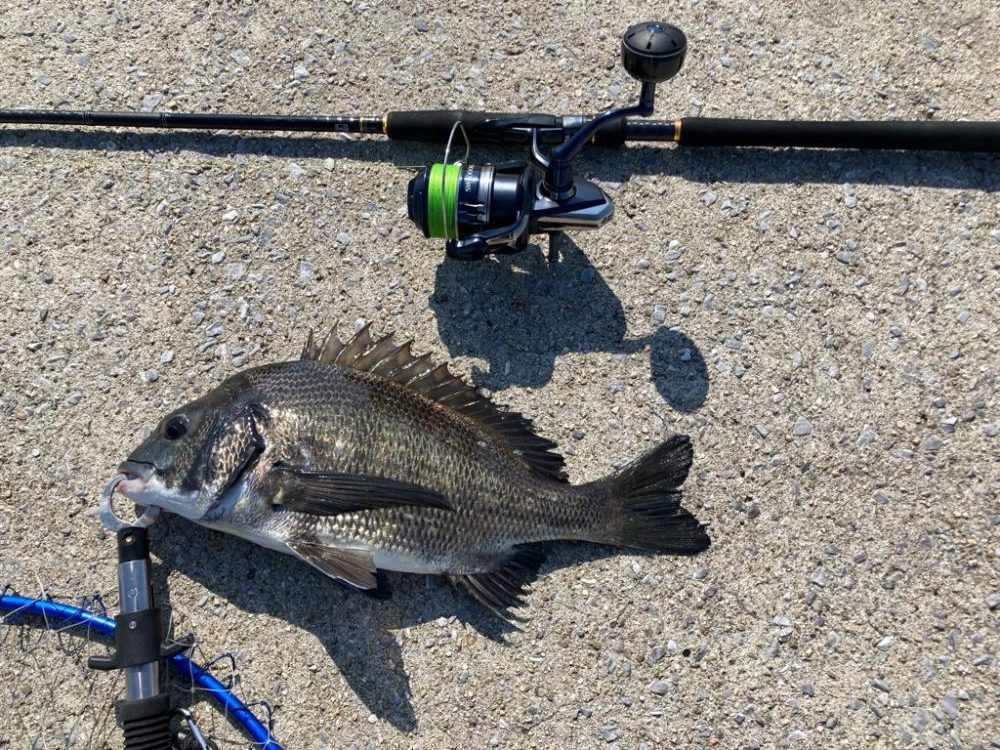 チヌ釣りです！