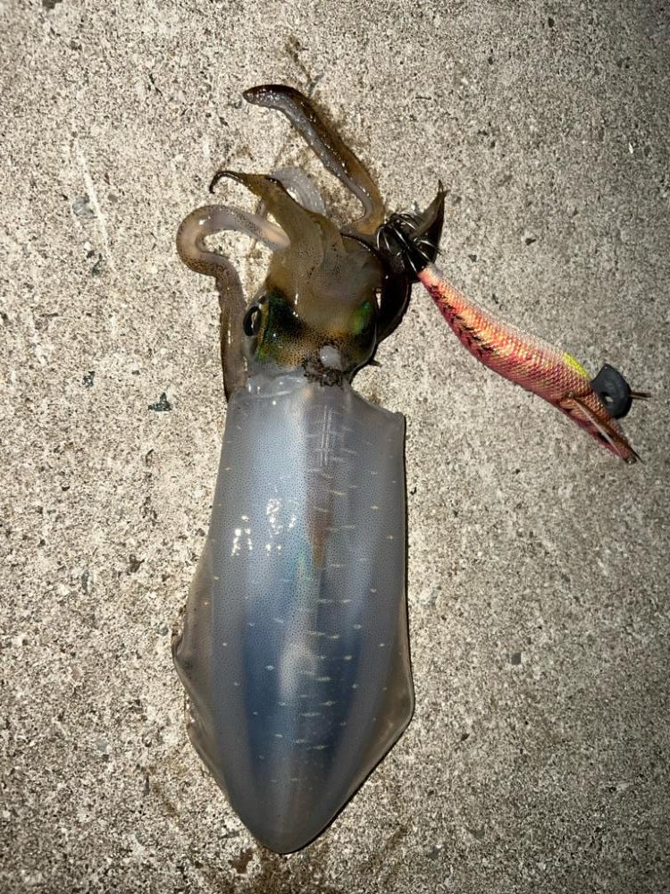 久しぶりの引き