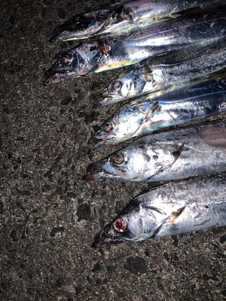 タチウオ 爆発!