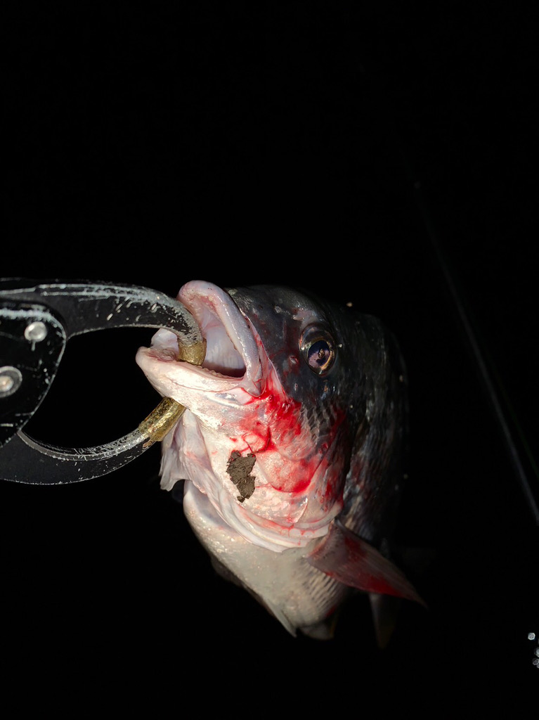 念願の淀川の年無しチヌをゲット