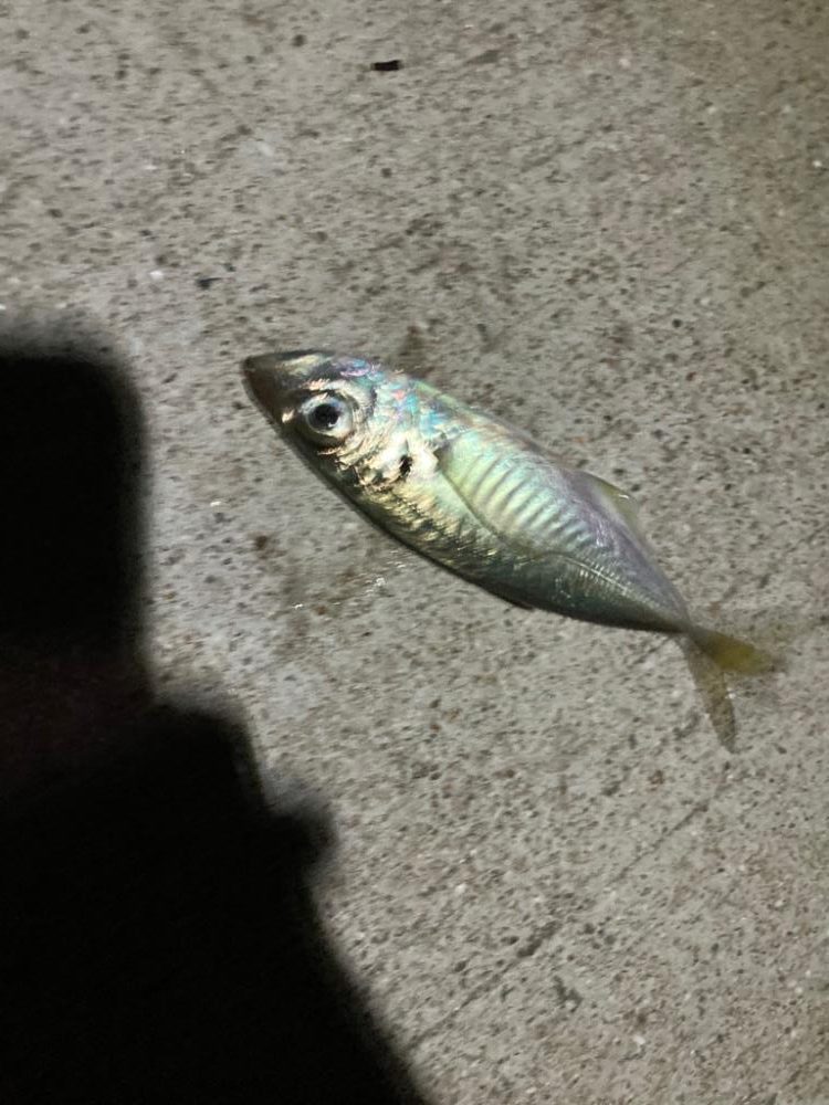 アオリイカ探し