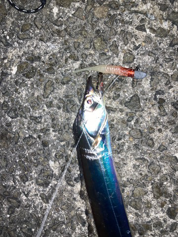 今日のお魚のご機嫌は？