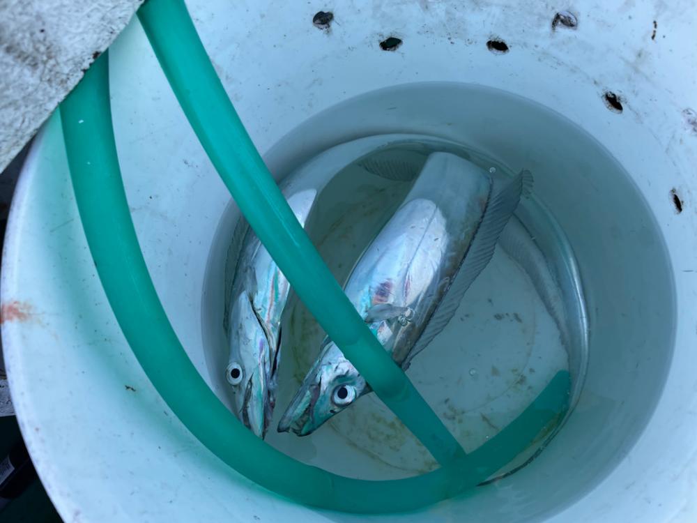 明石　太刀魚テンヤ