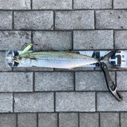 湾奥青牙マルチ。51cm&50cm。。