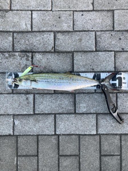 湾奥青牙マルチ。51cm&50cm。。