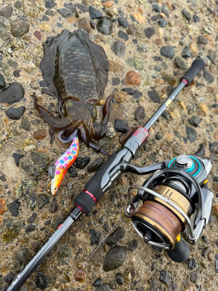 新規開拓で無事アオリイカゲット