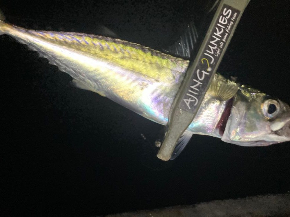 ポイントへGO！アジ・タチウオ調査！