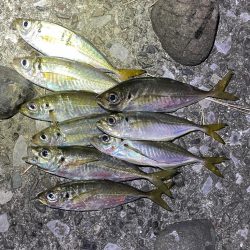 爆風河口アジング