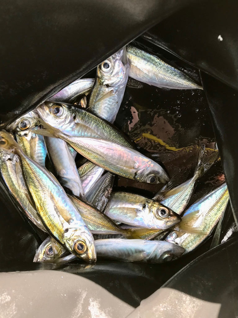 アジング・エギング