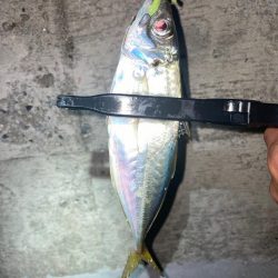 秋はアジングタックル一本！