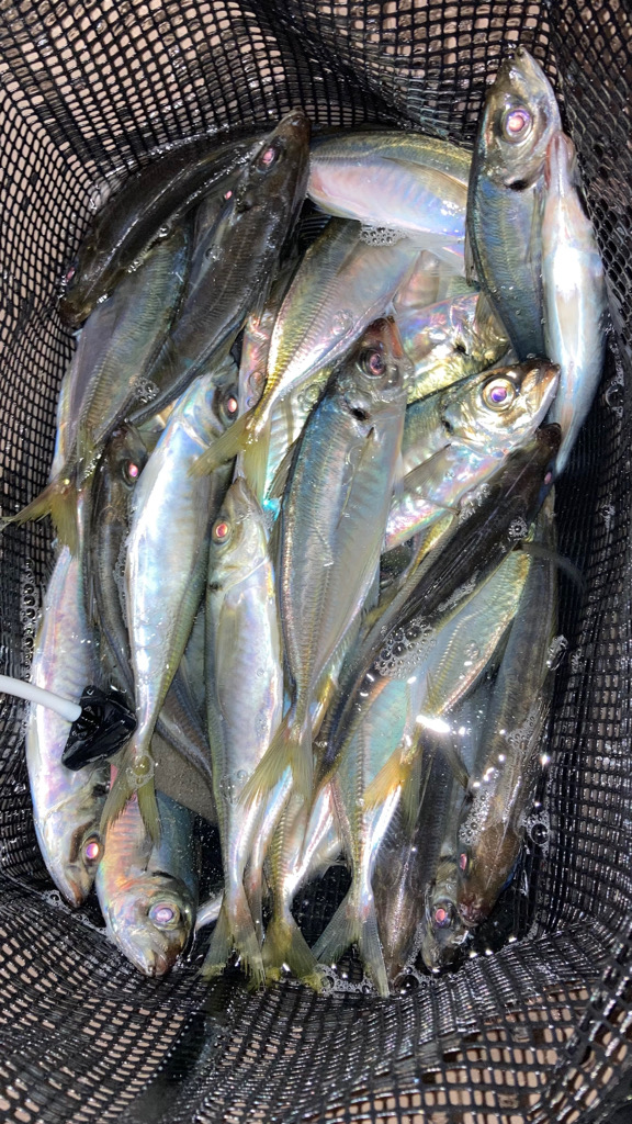 ジグ単アジング