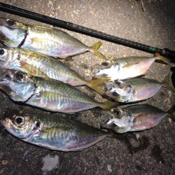 根性のつ抜けアジング