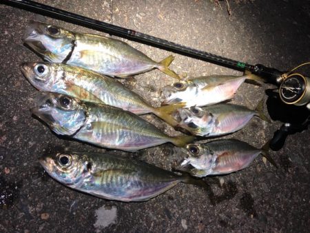 根性のつ抜けアジング