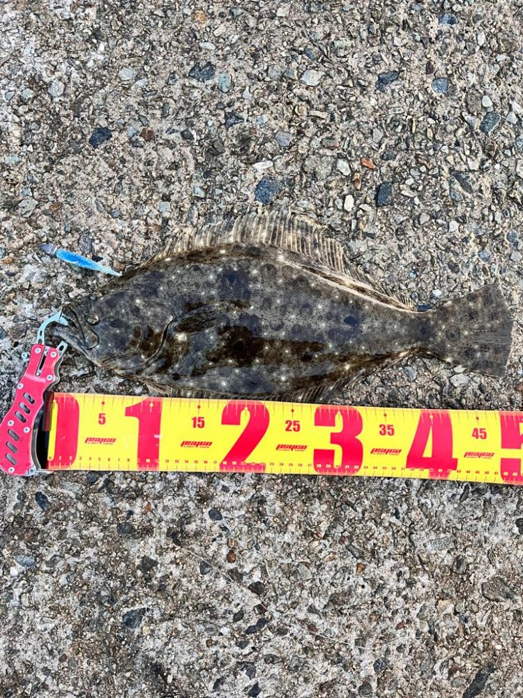 ヒラメとハマチ