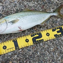 東二見ノマセ調査