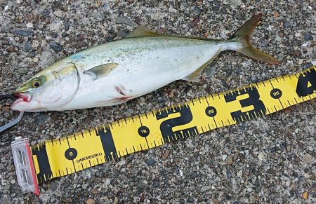 東二見ノマセ調査