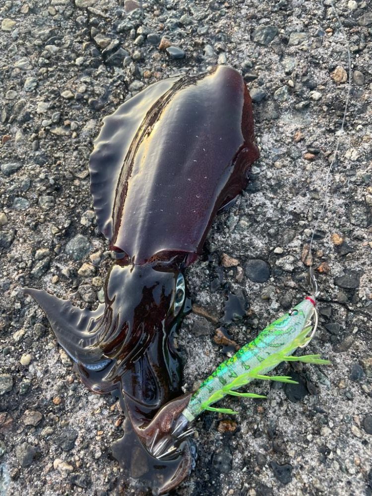 アオリイカ136杯目