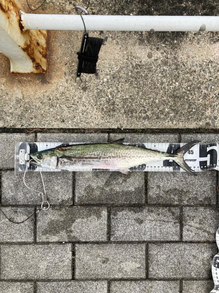 久しぶり湾奥コスモ激混み。何とか1本。。