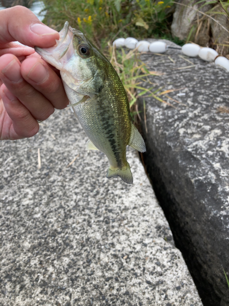 漁港は釣り堀状態