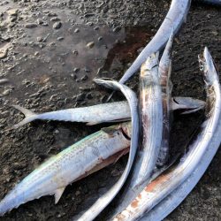 サゴシ、太刀魚