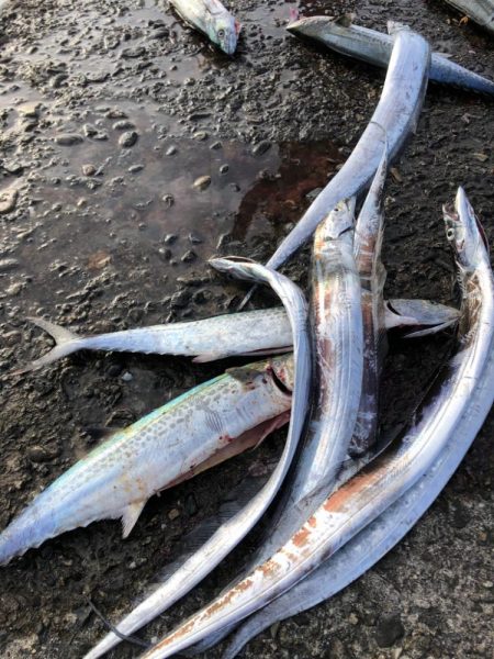 サゴシ、太刀魚