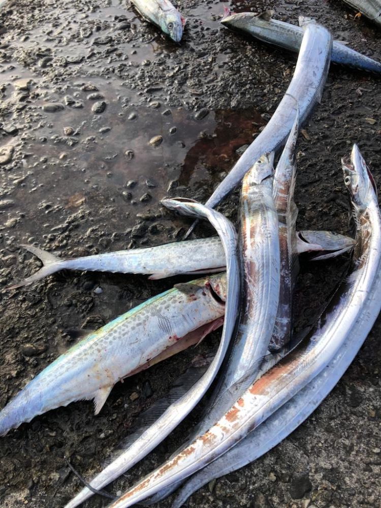 サゴシ、太刀魚