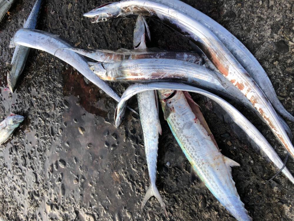 サゴシ、太刀魚