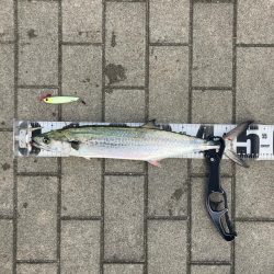 フォールパターン。青牙マルチ。。