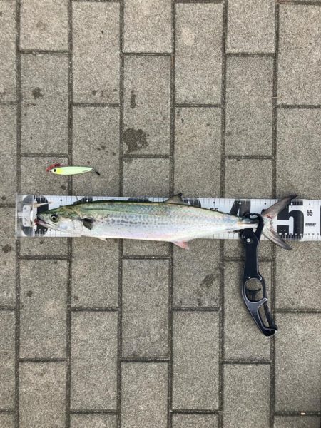 フォールパターン。青牙マルチ。。