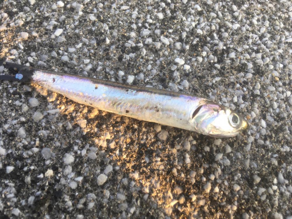 青物はまだかまだか