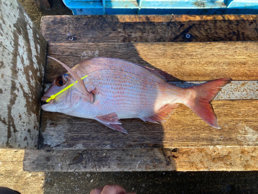 23’s 平磯マダイ祭り