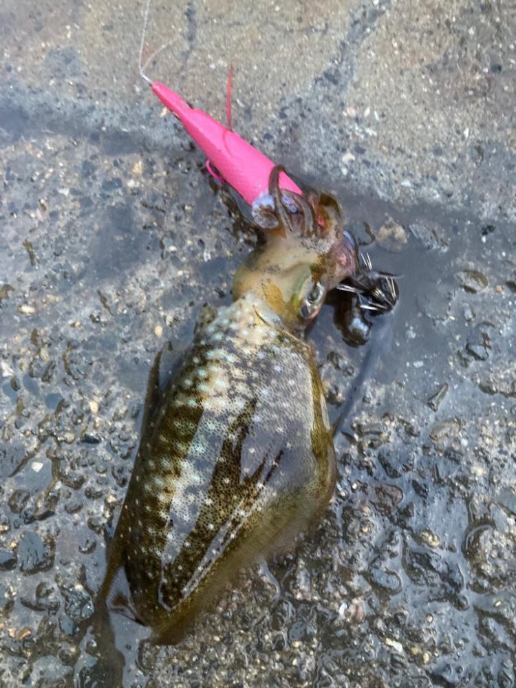 ご近所エギング