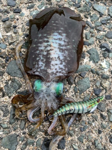 烏賊を探して三千里 Vol.5